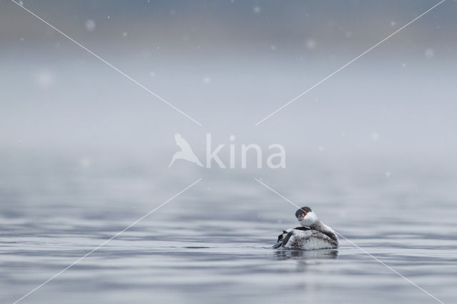 Slavonian Grebe (Podiceps auritus)