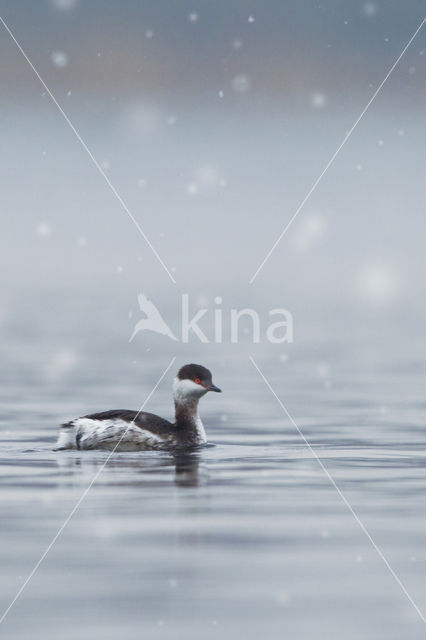 Slavonian Grebe (Podiceps auritus)