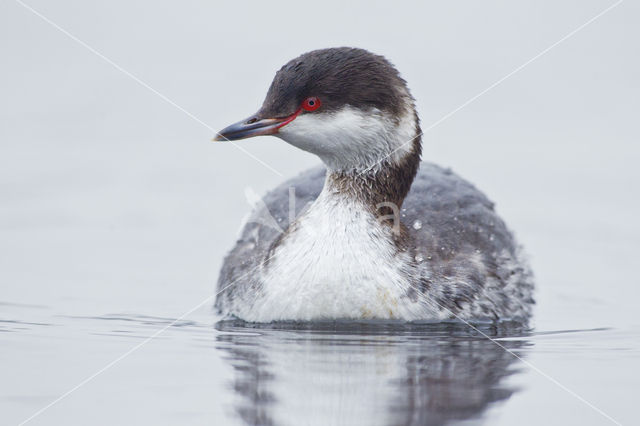 Kuifduiker (Podiceps auritus)