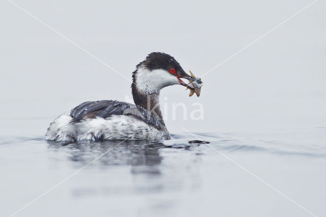 Kuifduiker (Podiceps auritus)