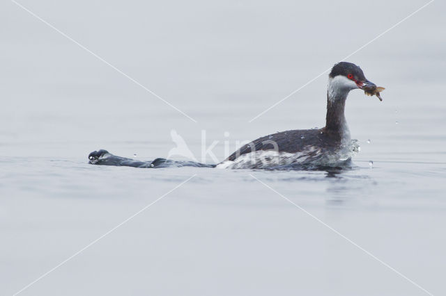 Kuifduiker (Podiceps auritus)