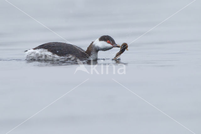 Kuifduiker (Podiceps auritus)