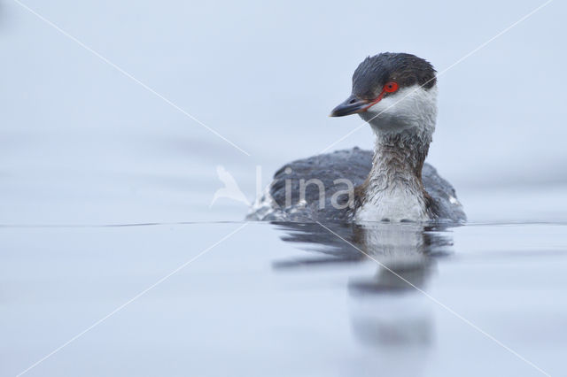 Kuifduiker (Podiceps auritus)