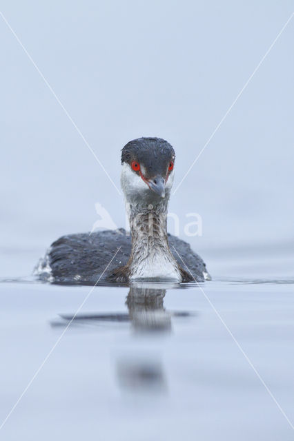 Kuifduiker (Podiceps auritus)