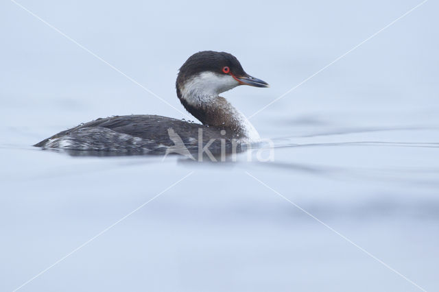 Kuifduiker (Podiceps auritus)