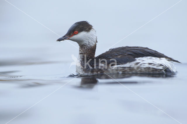 Kuifduiker (Podiceps auritus)