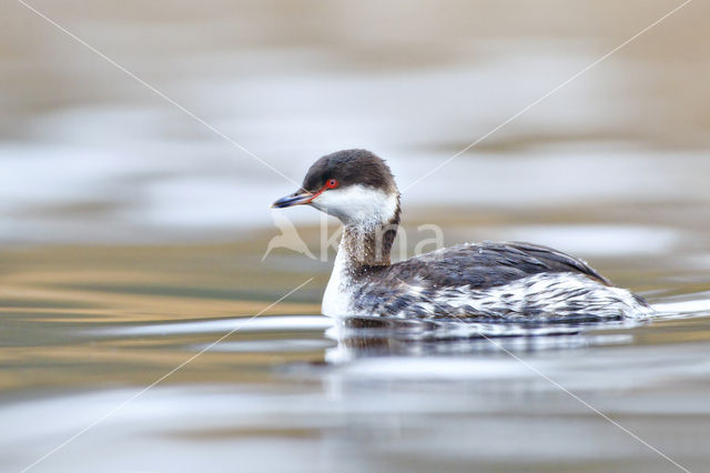 Kuifduiker (Podiceps auritus)