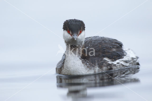 Slavonian Grebe (Podiceps auritus)