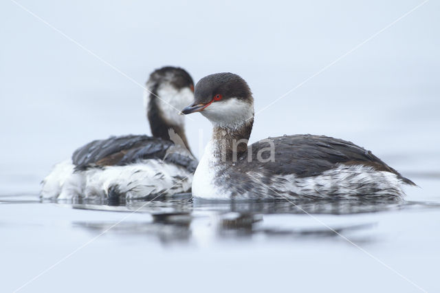 Kuifduiker (Podiceps auritus)