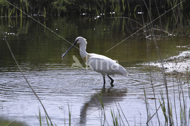 Eurasian Spoonbill (Platalea leucorodia)