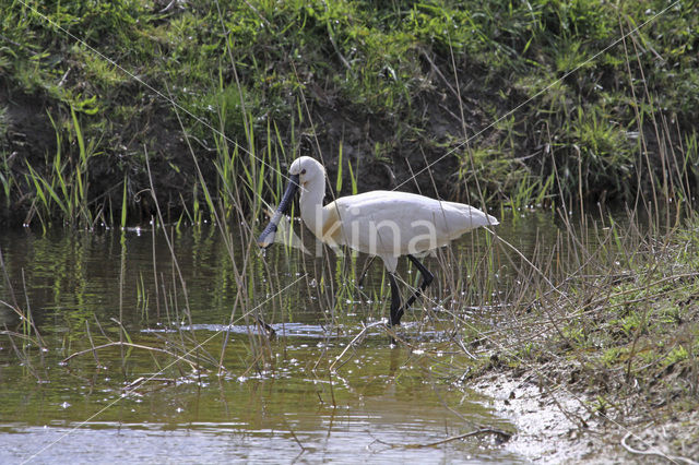 Eurasian Spoonbill (Platalea leucorodia)