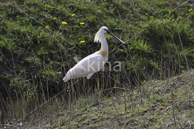 Eurasian Spoonbill (Platalea leucorodia)