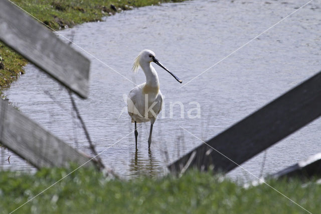 Lepelaar (Platalea leucorodia)