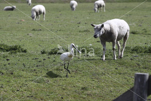 Eurasian Spoonbill (Platalea leucorodia)