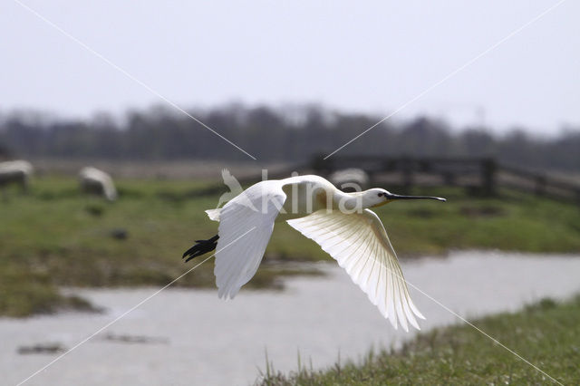 Lepelaar (Platalea leucorodia)