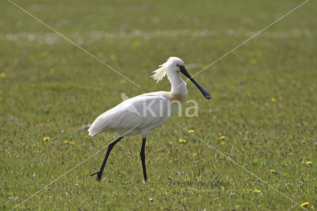 Eurasian Spoonbill (Platalea leucorodia)