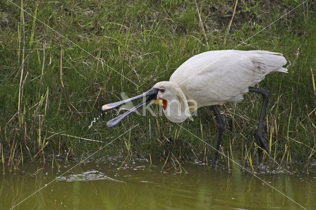 Eurasian Spoonbill (Platalea leucorodia)