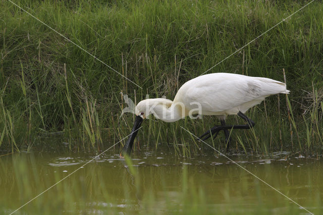 Lepelaar (Platalea leucorodia)