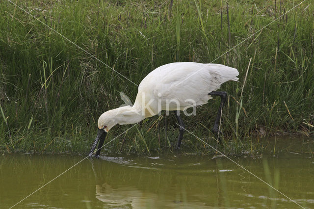 Eurasian Spoonbill (Platalea leucorodia)