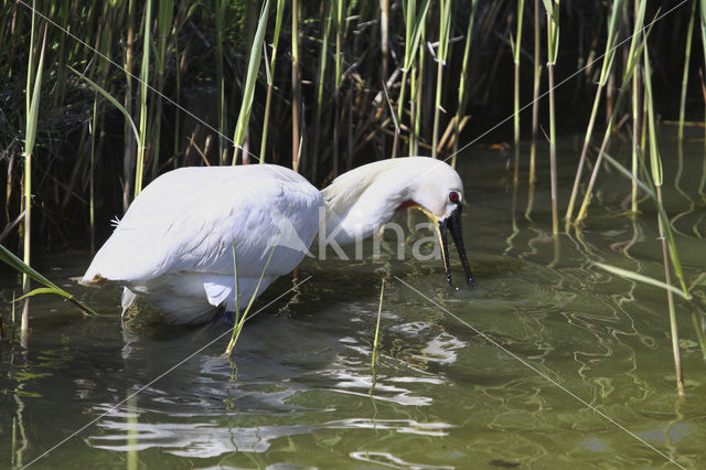 Eurasian Spoonbill (Platalea leucorodia)