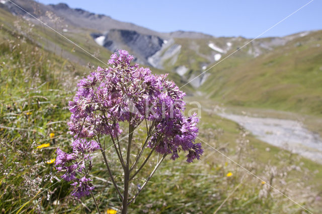 Alpine Adenostyles (Adenostyles glabra)