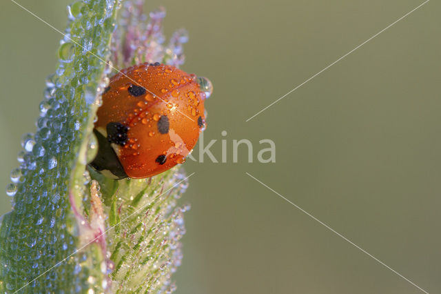 ladybird