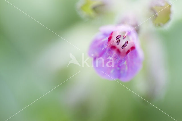 Lungwort (Pulmonaria )