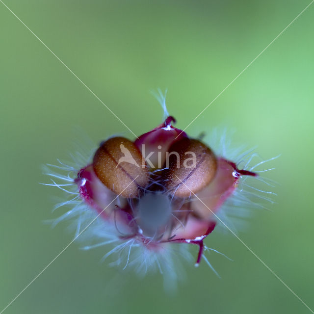 macrofotography