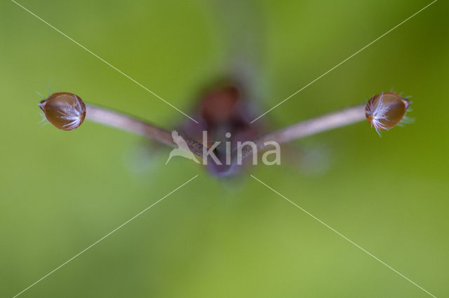 macrofotography