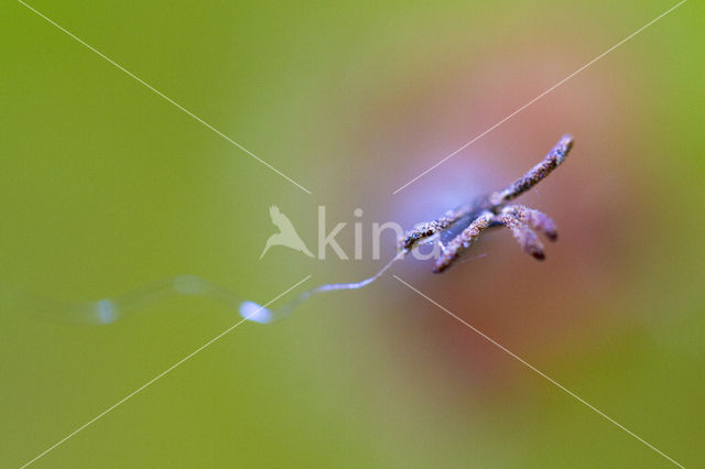 macrofotography