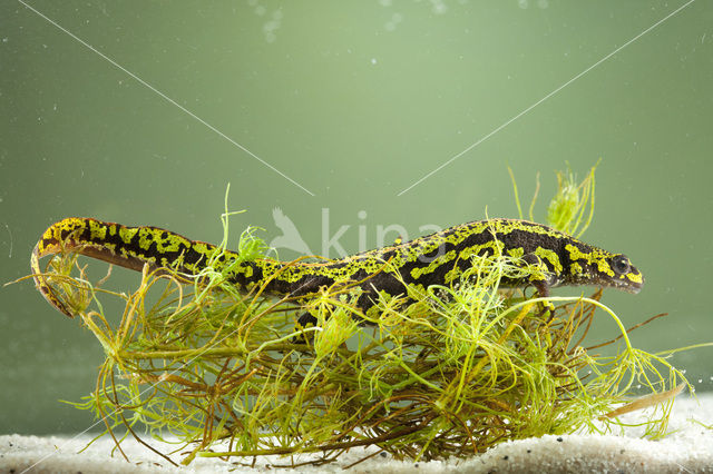 Marmersalamander  (Triturus marmoratus)
