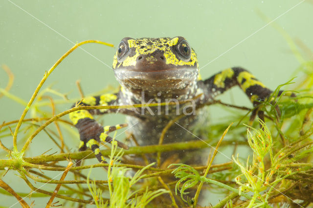 Marbled Newt  (Triturus marmoratus)