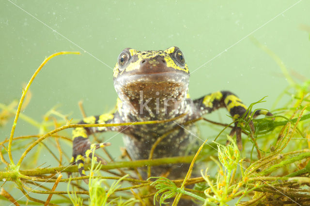 Marbled Newt  (Triturus marmoratus)