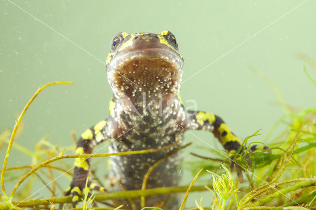 Marbled Newt  (Triturus marmoratus)