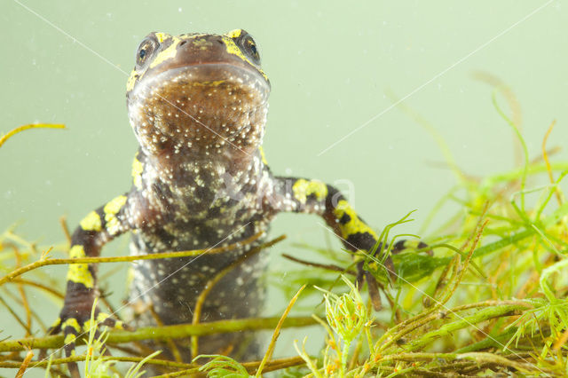 Marbled Newt  (Triturus marmoratus)