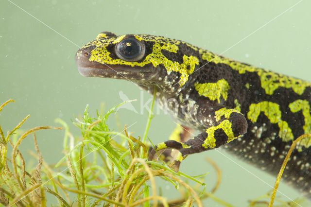 Marmersalamander  (Triturus marmoratus)