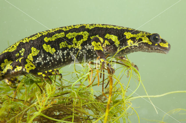 Marmersalamander  (Triturus marmoratus)