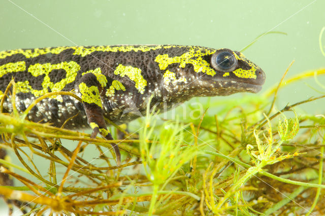 Marbled Newt  (Triturus marmoratus)