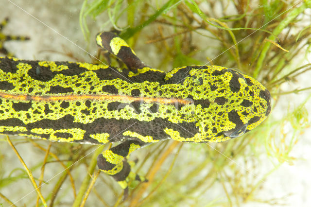 Marbled Newt  (Triturus marmoratus)