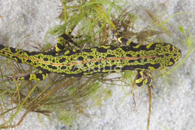 Marbled Newt  (Triturus marmoratus)