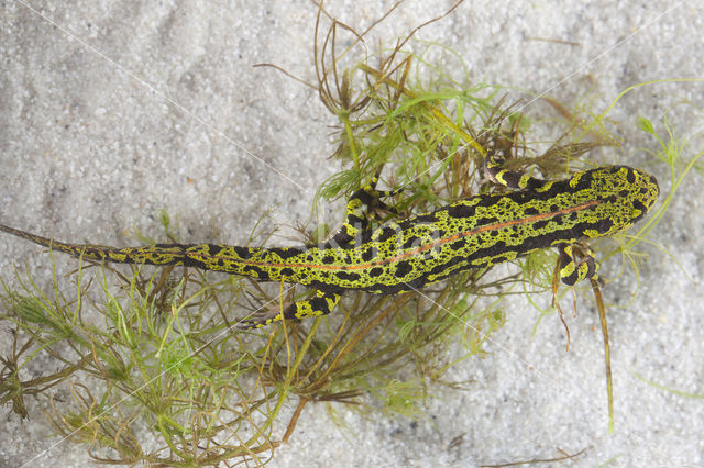 Marbled Newt  (Triturus marmoratus)