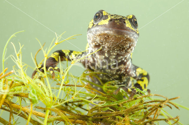 Marbled Newt  (Triturus marmoratus)