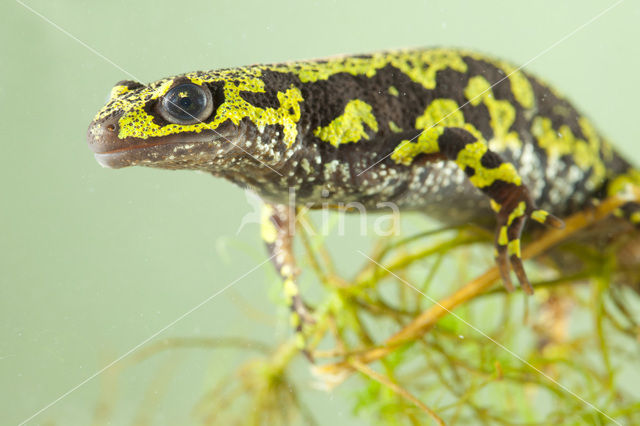 Marbled Newt  (Triturus marmoratus)