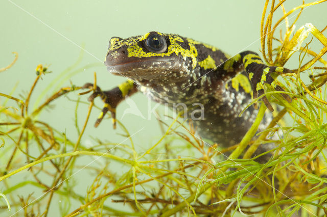 Marbled Newt  (Triturus marmoratus)