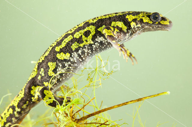 Marbled Newt  (Triturus marmoratus)