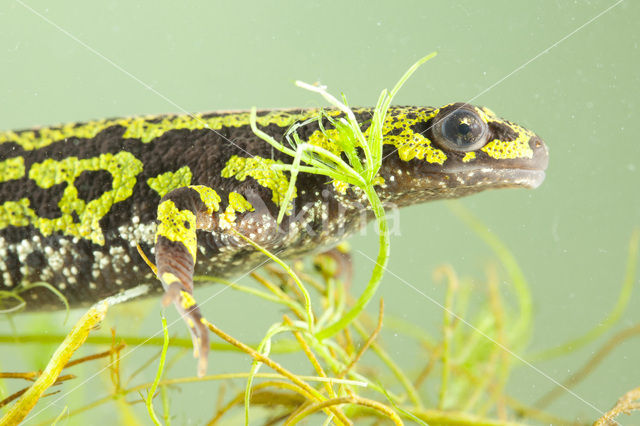 Marbled Newt  (Triturus marmoratus)