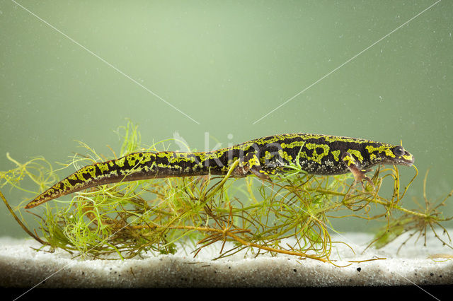 Marbled Newt  (Triturus marmoratus)