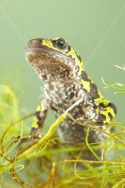 Marbled Newt  (Triturus marmoratus)