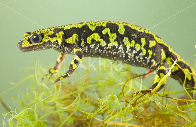 Marbled Newt  (Triturus marmoratus)