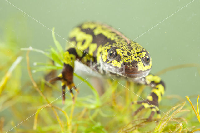 Marbled Newt  (Triturus marmoratus)